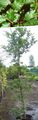 观赏植物 常见的榉木，欧洲榉木, Fagus sylvatica 绿 照