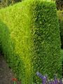 rumena Rastlina Leyland Cypress fotografija in značilnosti