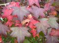 Dekorative Pflanzen Amberbaum, Red Gum, Flüssigen Bernstein, Liquidambar grün Foto