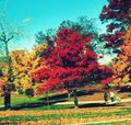 Dekoratīvie Augi Skāba Gumija, Blackgum, Tupelo, Pepperidge, Nyssa sylvatica zaļš Foto