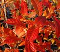 Украсне Биљке Кисело Гума, Блацкгум, Тупело, Пепперидге, Nyssa sylvatica зелен фотографија