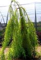 Dekorative Pflanzen Sumpfzypresse, Taxodium distichum hell-grün Foto
