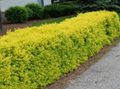 Dekoratīvie Augi Privet, Zelta Privet, Ligustrum dzeltens Foto