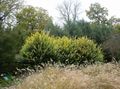 Dekoratīvie Augi Privet, Zelta Privet, Ligustrum dzeltens Foto