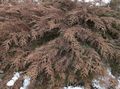 დეკორატიული მცენარეები Siberian ხალიჩა Cypress, Microbiota decussata მწვანე სურათი