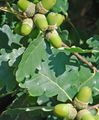 Ukrasne Biljke Hrast, Quercus zelena Foto