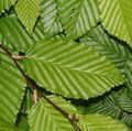 Dekorativní rostliny Habr, Carpinus betulus zelená fotografie