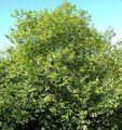 დეკორატიული მცენარეები პრიალა Buckthorn, მურყანი Buckthorn, Fernleaf Buckthorn, Tallhedge Buckthorn, Frangula alnus მწვანე სურათი