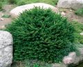Koristekasvit Birdsnest Kuusen, Kuusen, Picea abies vihreä kuva
