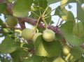 des plantes décoratives Maidenhair Tree, Ginkgo biloba vert Photo