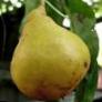 Päärynä (päärynäpuu) lajit Debyutantka  kuva ja ominaisuudet