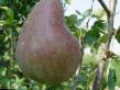 Pear  Bryanskaya krasavica  grade Photo