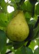 Pear varieties Marsianka  Photo and characteristics