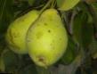 Päärynä (päärynäpuu)  Lipenskaya laji kuva
