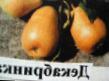 Pear varieties Dekabrinka Photo and characteristics