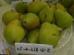 Pear varieties ZF III–4-3a Photo and characteristics