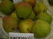 Pear varieties Permyachka Photo and characteristics