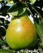 Pear varieties Pamyatnaya Photo and characteristics