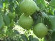 Pear varieties Chusovaya Photo and characteristics