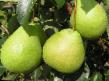 Pear varieties Kudesnica Photo and characteristics
