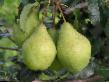 Pear varieties Prosto Mariya Photo and characteristics