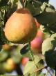 Päärynä (päärynäpuu)  Pamyat Anzina  laji kuva