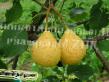 Pear varieties Rumyanaya Photo and characteristics