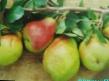 Pear varieties Vekovaya Photo and characteristics
