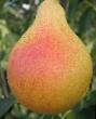 Pear varieties Favoritka Photo and characteristics