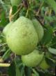 Päärynä (päärynäpuu) lajit Skorospelka iz Michurinska  kuva ja ominaisuudet