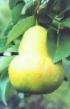 Päärynä (päärynäpuu)  Tyutchevskaya laji kuva