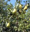 Pear varieties Bere Ardanpon (Ferdinant) Photo and characteristics