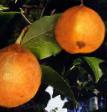 Pear varieties Vestnica Photo and characteristics