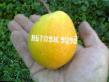 Pear varieties Bere Yellow Photo and characteristics