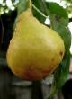 Pear  Bere Yellow grade Photo