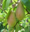Pear varieties Devo Photo and characteristics