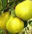 Päärynä (päärynäpuu) lajit Zolotovorotskaya kuva ja ominaisuudet