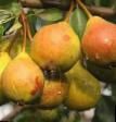Pear varieties Zorka Photo and characteristics