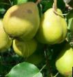 Päärynä (päärynäpuu)  Krasnoyarskaya krupnaya laji kuva