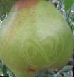 Päärynä (päärynäpuu) lajit Pass-Krassan kuva ja ominaisuudet