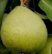 Pear varieties Rannyaya Photo and characteristics