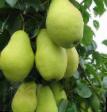 Päärynä (päärynäpuu) lajit Fevralskijj suvenir kuva ja ominaisuudet