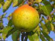 Päärynä (päärynäpuu) lajit Mramornaya  kuva ja ominaisuudet
