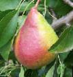Päärynä (päärynäpuu)  Dueht laji kuva