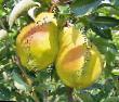 Päärynä (päärynäpuu) lajit Triumf Pakgama kuva ja ominaisuudet