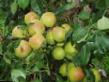 Päärynä (päärynäpuu) lajit Otradnenskaya  kuva ja ominaisuudet