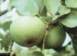 Päärynä (päärynäpuu) lajit Pamyat Parshina  kuva ja ominaisuudet