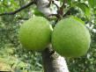 Pear varieties Svetlyanka  Photo and characteristics