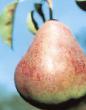 Päärynä (päärynäpuu)  Yanvarskaya  laji kuva