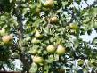 Pear varieties Belorusskaya pozdnyaya Photo and characteristics